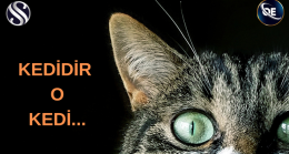 KEDİR O KEDİ…