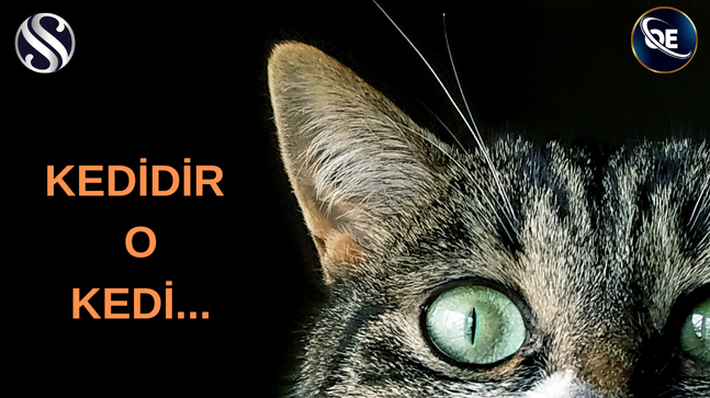 KEDİR O KEDİ…