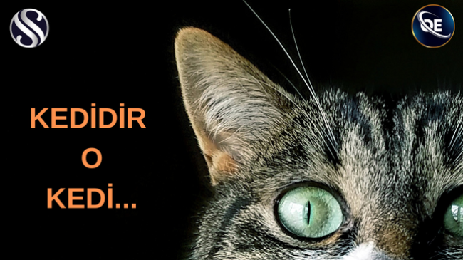 KEDİR O KEDİ…